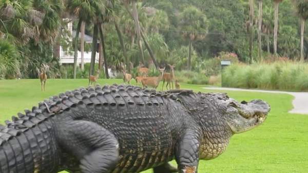 Video: Cá sấu khổng lồ huyền thoại nghênh ngang quanh sân golf 3