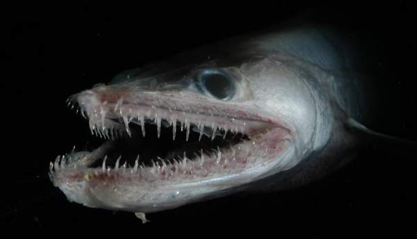 Úc: Bắt được “quái ngư” có hàm răng kì dị ở vực sâu 4.000m 2