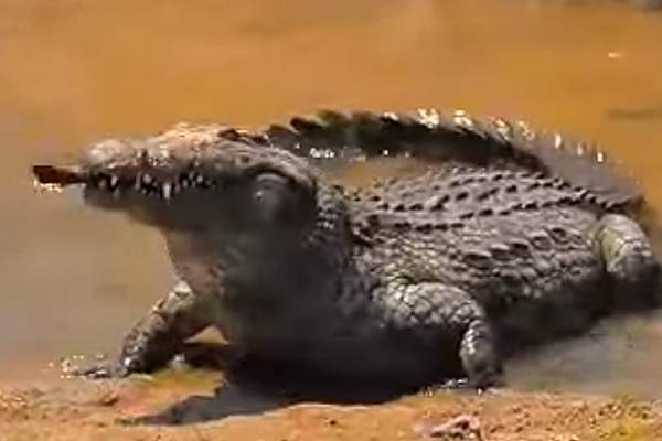 Video: Cá sấu tung đòn sát thủ, nuốt cá chình như người ăn bún 2