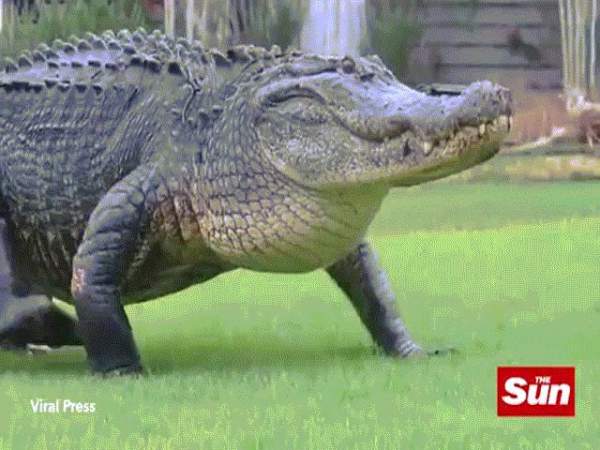Video: Cá sấu tung đòn sát thủ, nuốt cá chình như người ăn bún 3