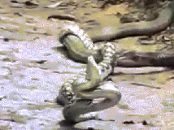 Video: Hổ mang chúa cắn ngập răng, đoạt mạng rắn kịch độc 3