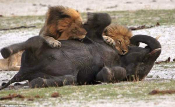 Đàn sư tử châu Phi tàn sát 1.500 người đẫm máu nhất lịch sử 3