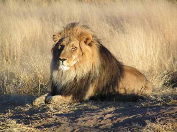 Đàn sư tử châu Phi tàn sát 1.500 người đẫm máu nhất lịch sử 2