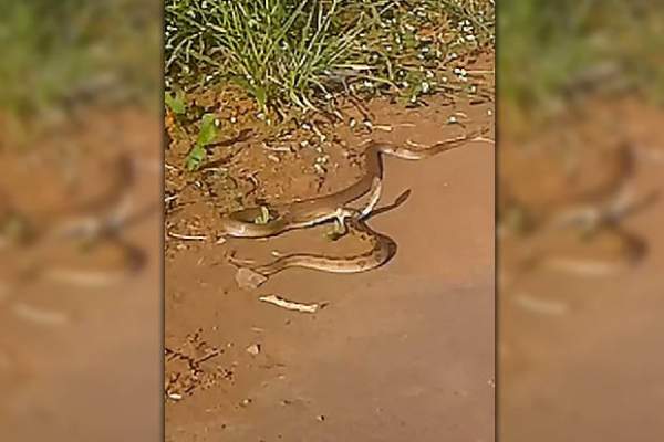 Video: Hổ mang chúa cắn ngập răng, đoạt mạng rắn kịch độc