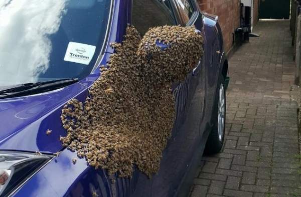 2 vạn con ong bu kín cửa xe ô tô, lái xe không thể chui vào