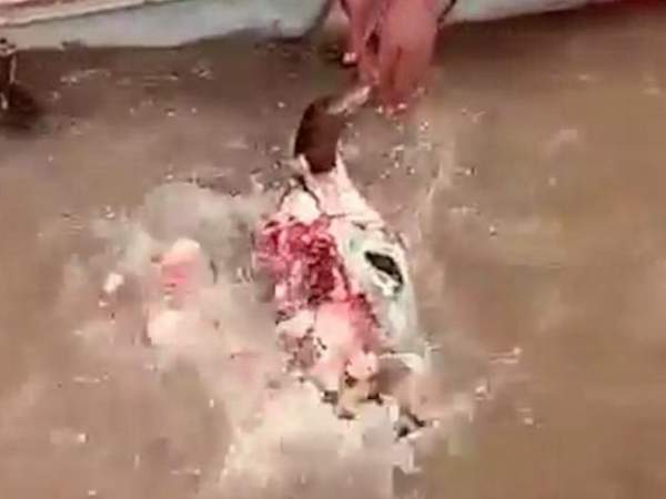 Video: Hàng trăm con cá bỗng nhiên nhảy lên bờ tự sát ở TQ 3