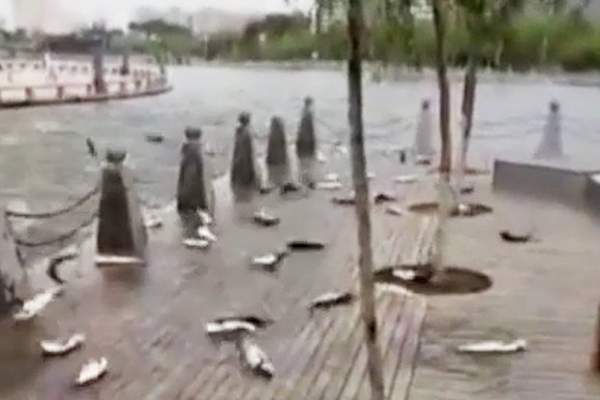 Video: Hàng trăm con cá bỗng nhiên nhảy lên bờ tự sát ở TQ 2