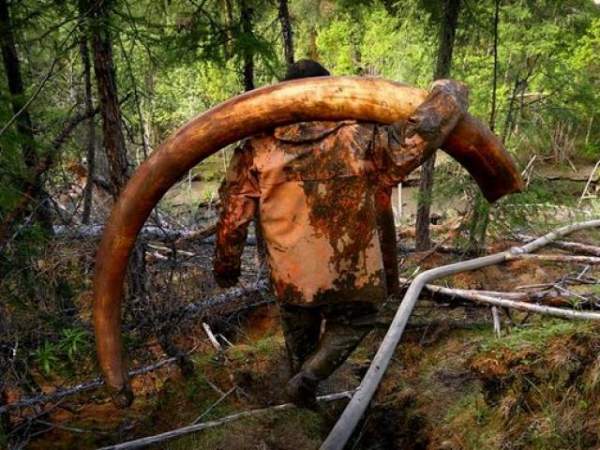 Ảnh: Theo chân những kẻ đào trộm ngà voi ma mút ở Nga 9