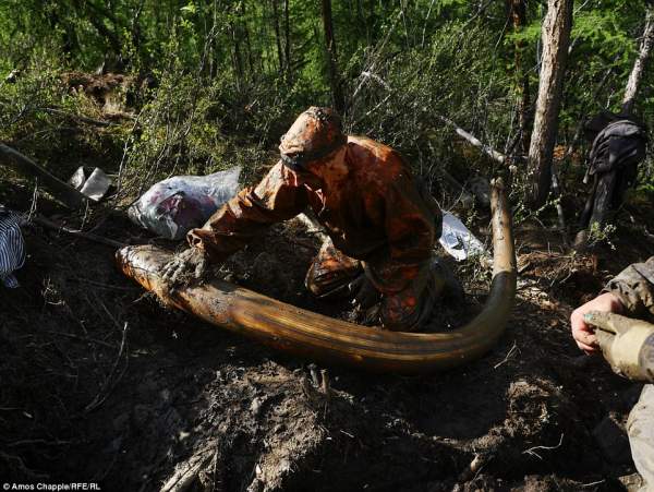 Ảnh: Theo chân những kẻ đào trộm ngà voi ma mút ở Nga