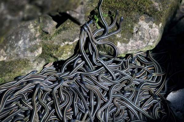 Ngàn con rắn lúc nhúc cuộn vào nhau giao phối ở Canada