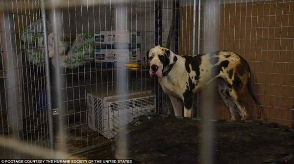 84 chó khổng lồ bị nhốt trong biệt thự siêu bẩn ở Mỹ 4