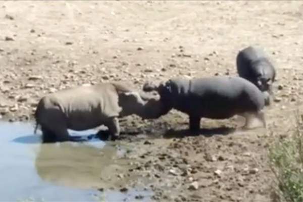 Video: Hà mã nổi giận cắn chết tê giác bằng đòn chí mạng