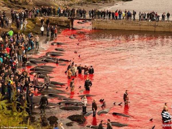 Biển đỏ rực máu ngày thảm sát cá voi ở Đan Mạch 6