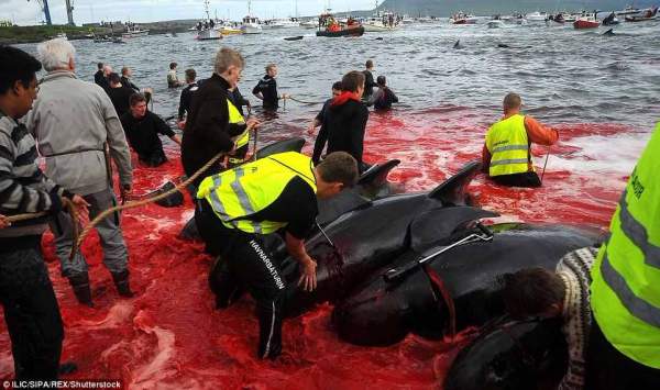 Biển đỏ rực máu ngày thảm sát cá voi ở Đan Mạch 5