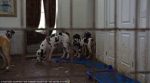 84 chó khổng lồ bị nhốt trong biệt thự siêu bẩn ở Mỹ