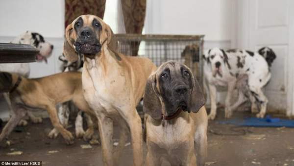 84 chó khổng lồ bị nhốt trong biệt thự siêu bẩn ở Mỹ 5