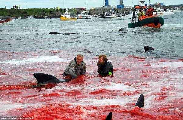 Biển đỏ rực máu ngày thảm sát cá voi ở Đan Mạch 4