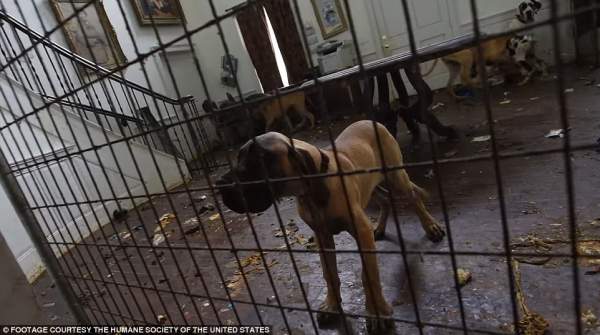 84 chó khổng lồ bị nhốt trong biệt thự siêu bẩn ở Mỹ 3