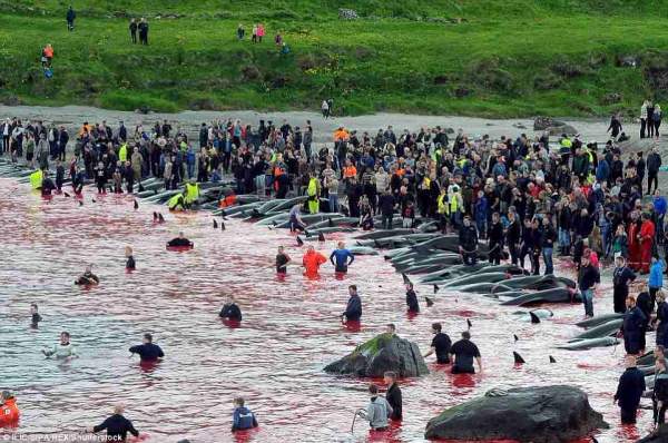 Biển đỏ rực máu ngày thảm sát cá voi ở Đan Mạch 2