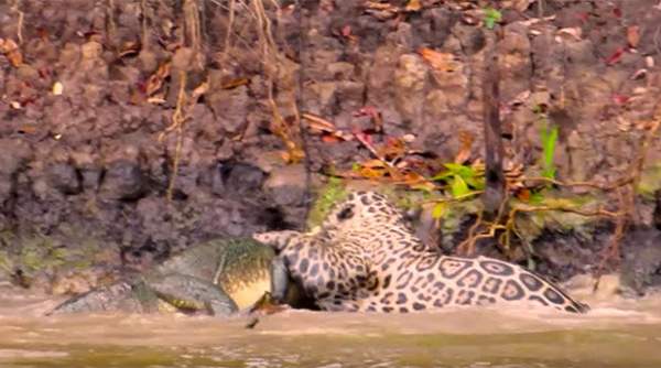 Video: Báo đốm phi thân xuống sông cắn đứt cổ cá sấu 2