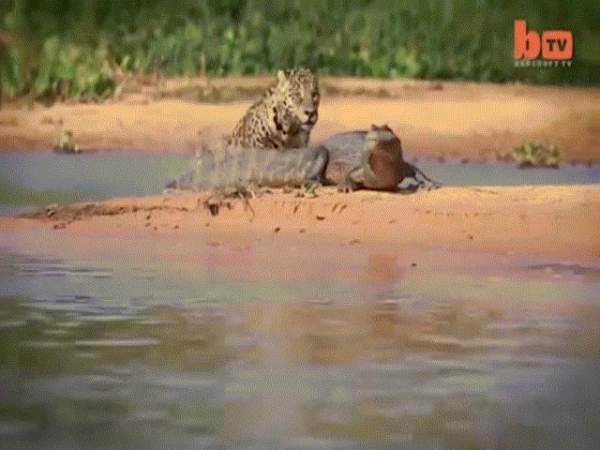 Video: Báo đốm phi thân xuống sông cắn đứt cổ cá sấu 3