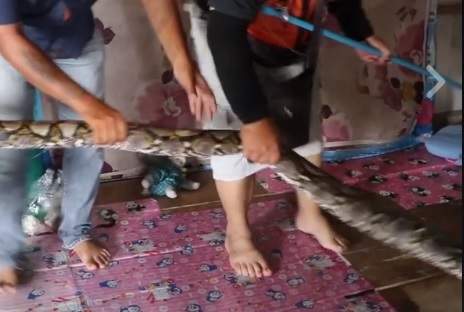 Thái Lan: Bố phát hiện trăn khổng lồ, sợ con bị ăn thịt 2