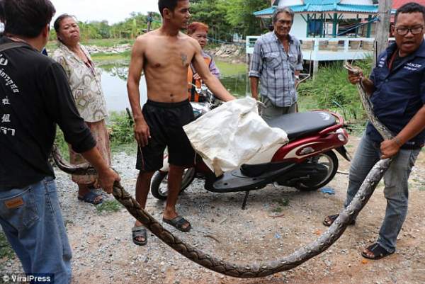 Thái Lan: Bố phát hiện trăn khổng lồ, sợ con bị ăn thịt 3