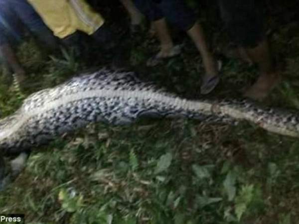 Thái Lan: Bố phát hiện trăn khổng lồ, sợ con bị ăn thịt 4