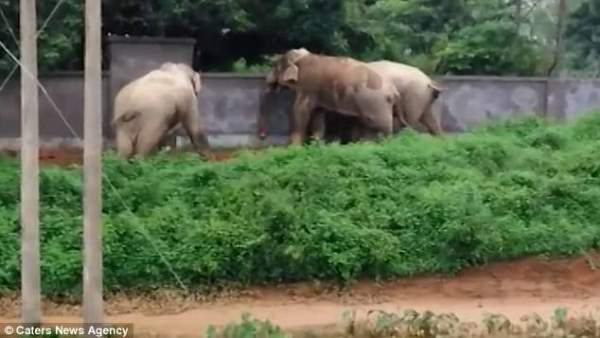 3 voi hợp sức đập nát tường bỏ trốn khi bị truy đuổi 2