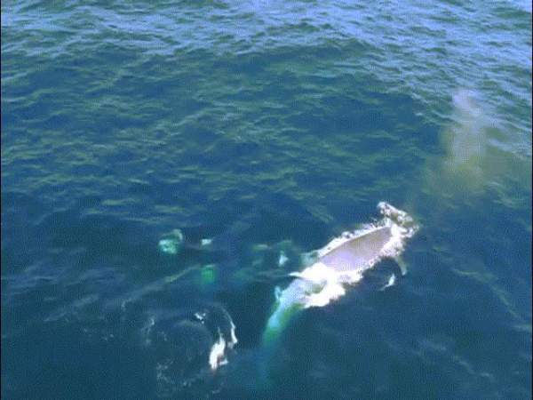 Mỹ: Cá voi to như tàu ngầm lao lên "uy hiếp" tàu chở khách