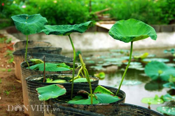 Bộ sưu tập sen "khủng- lạ- hiếm" của tay chơi khét tiếng vịnh Bắc Bộ 10