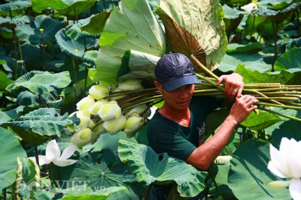 Bộ sưu tập sen "khủng- lạ- hiếm" của tay chơi khét tiếng vịnh Bắc Bộ 23