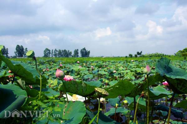 Bộ sưu tập sen "khủng- lạ- hiếm" của tay chơi khét tiếng vịnh Bắc Bộ 3