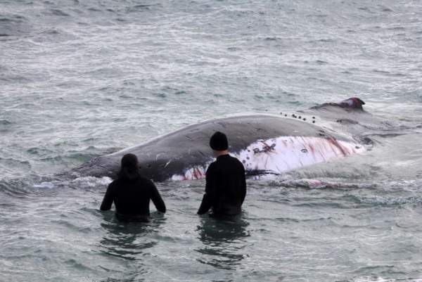 Úc: Cá voi khổng lồ chảy máu, cá mập bao vây rỉa thịt 2
