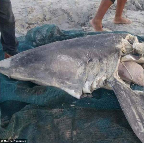 Thêm nạn nhân bị đàn cá voi sát thủ moi gan ở Nam Phi 3