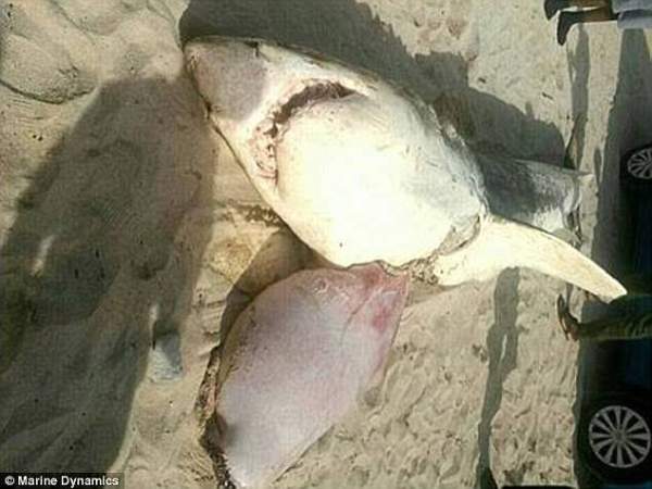 Thêm nạn nhân bị đàn cá voi sát thủ moi gan ở Nam Phi 2
