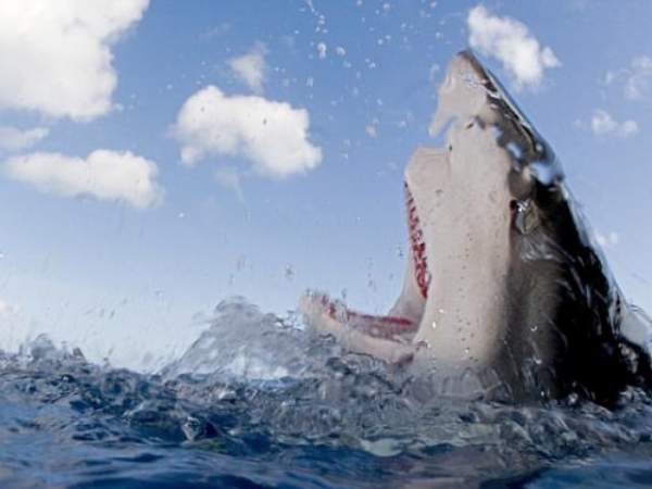 Mỹ: Cả gan tóm đuôi cá mập hổ và cái kết máu me 2