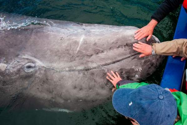 Cá voi khổng lồ liên tục lao lên đòi vuốt ve ở Mexico 4