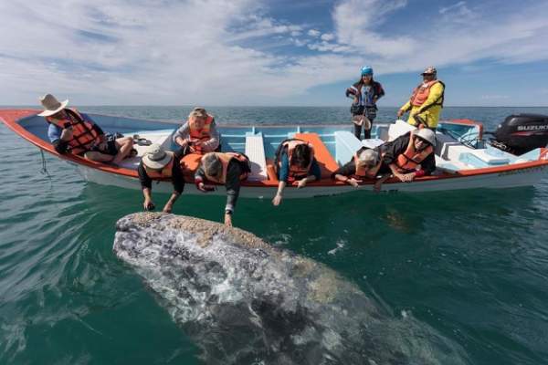 Cá voi khổng lồ liên tục lao lên đòi vuốt ve ở Mexico 2