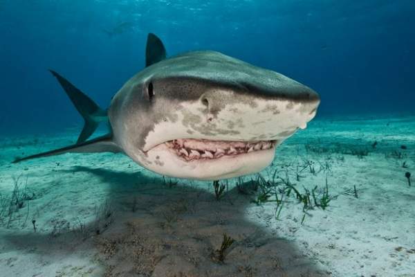 Mỹ: Cả gan tóm đuôi cá mập hổ và cái kết máu me
