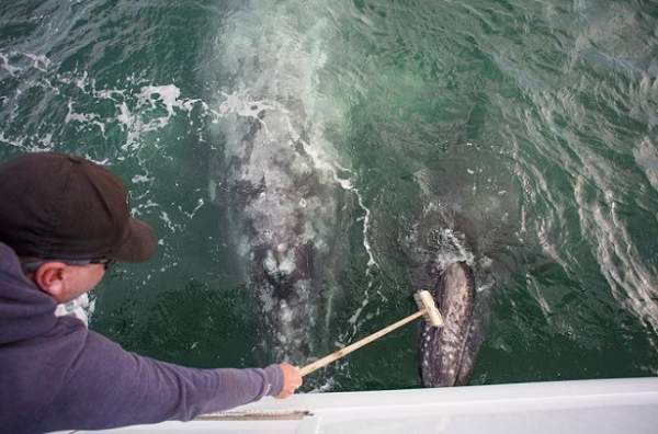 Cá voi khổng lồ liên tục lao lên đòi vuốt ve ở Mexico 7