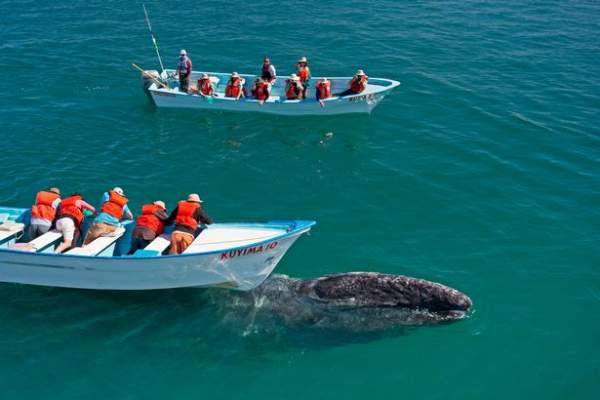 Cá voi khổng lồ liên tục lao lên đòi vuốt ve ở Mexico 3