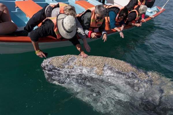 Cá voi khổng lồ liên tục lao lên đòi vuốt ve ở Mexico 8