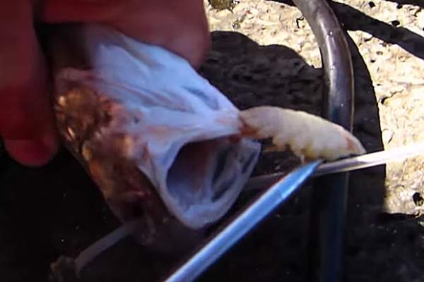 Video: Cận cảnh gắp “quái vật” chuyên ăn lưỡi nạn nhân 2