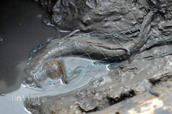 Săn loài cá kỳ lạ nhất hành tinh: Vừa biết lặn vừa biết leo cây 3