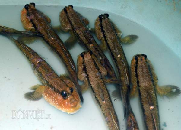 Săn loài cá kỳ lạ nhất hành tinh: Vừa biết lặn vừa biết leo cây 4