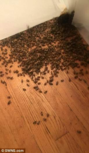 Mỹ: Hết hồn phát hiện 3,5 vạn con ong làm tổ trong nhà