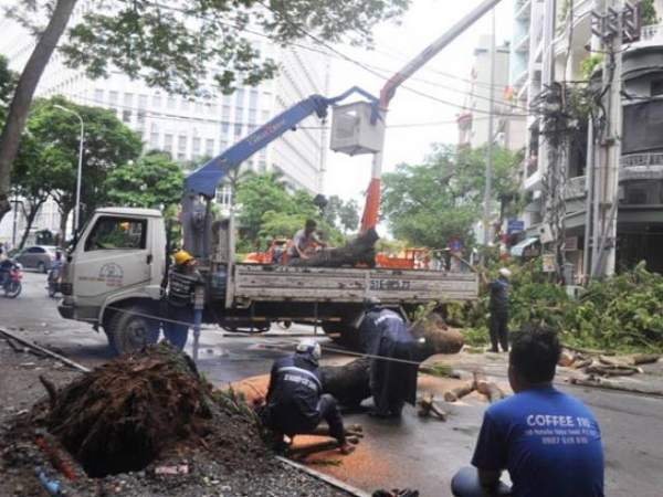 Cây xanh liên tục bật gốc ở Sài Gòn: Lỗi tại "ông Trời" 15