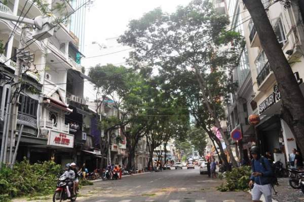 Cây xanh liên tục bật gốc ở Sài Gòn: Lỗi tại "ông Trời" 14