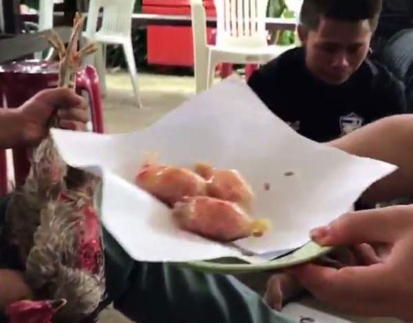 Thái Lan: Xin lỗi gà vì ép ăn bao cao su chứa đầy ma túy 2